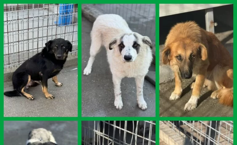 Foto: Târg de adopții canine, la Promenada Mall