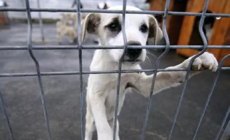 Foto: Și-a bătut joc de câinii săi și a fost amendat cu 3.000 de lei